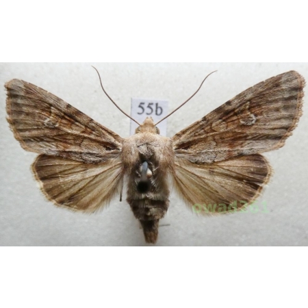 Apamea sordens (Hufnagel, 1766) Czech55b